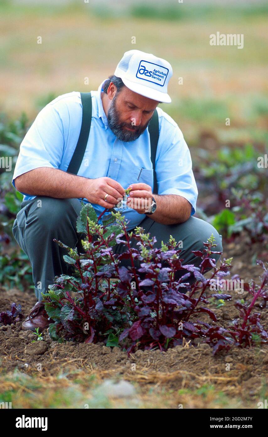 A geneticist inspects sugar beet plants, which are resistant to the fungal disease Rhizoctonia root rot, for pollen fertility Stock Photo