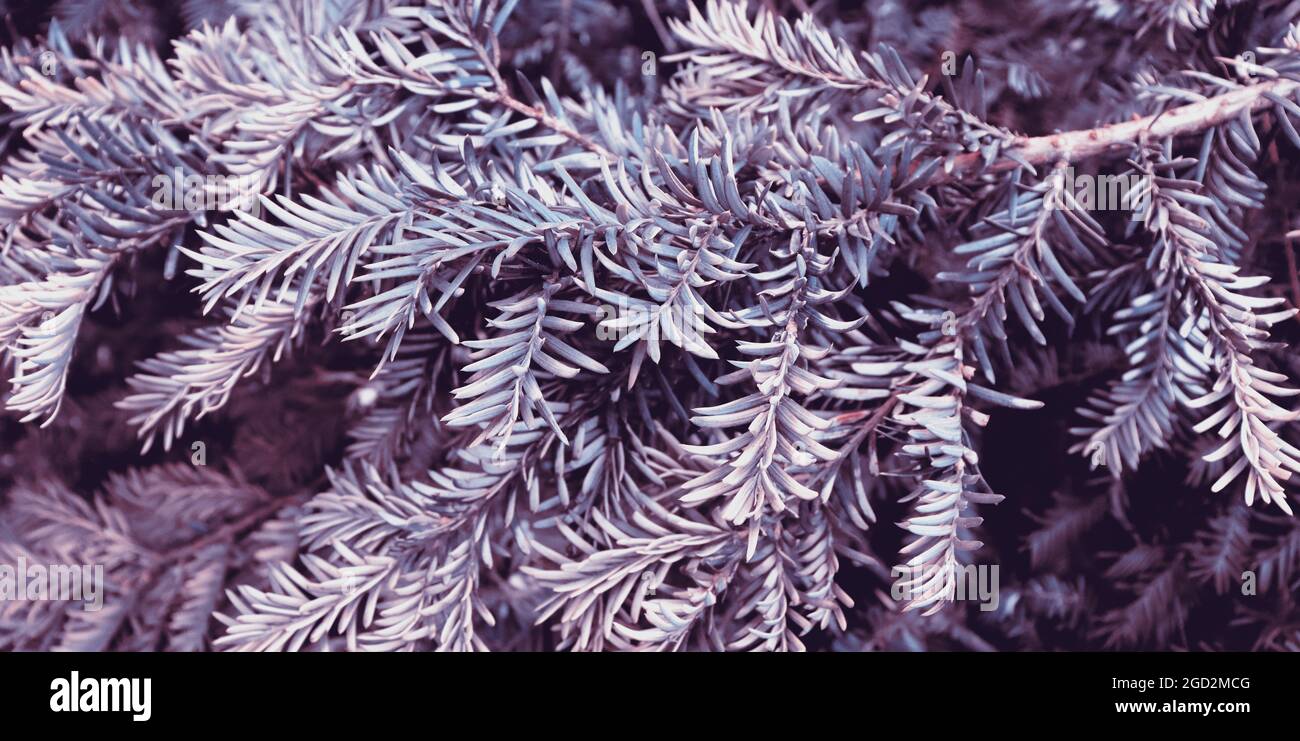 Beautiful green fir-tree texture. Art design decor for holiday ...