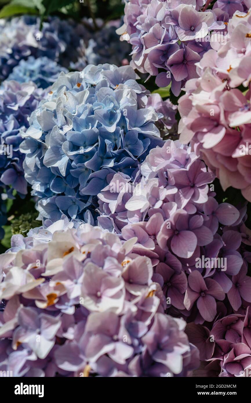 Blooming pink and purple Hydrangea flowers,Hydrangea macrophylla. Fresh ...