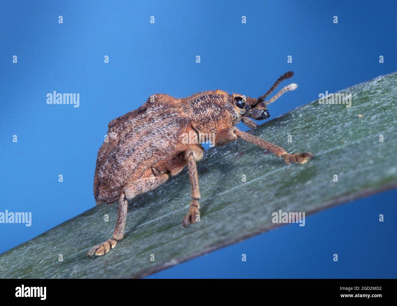 Melaleuca leaf weevils, Oxyops vitiosa, close up Stock Photo - Alamy