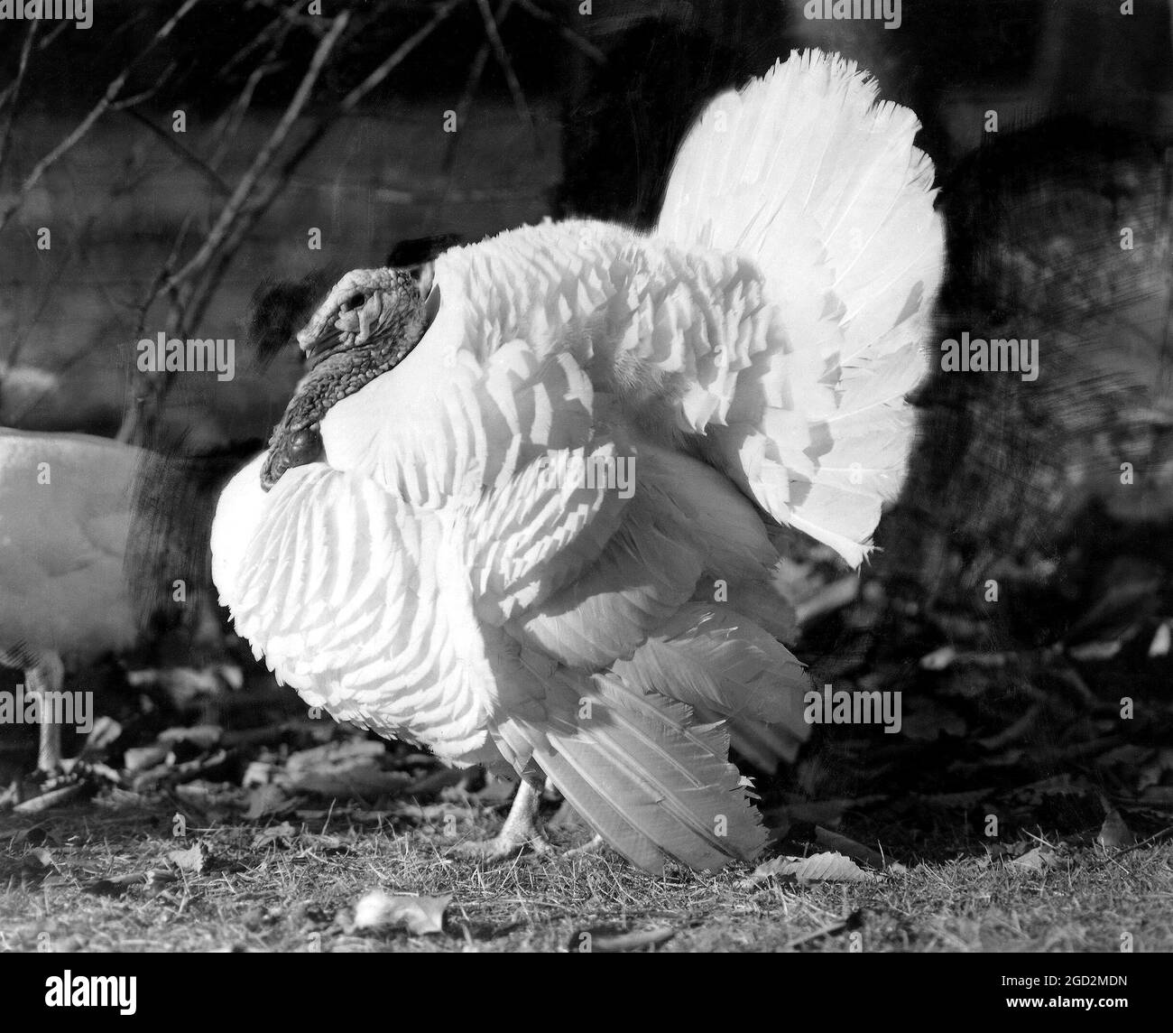 A historic photo of a Beltsville Small White breed turkey Stock Photo