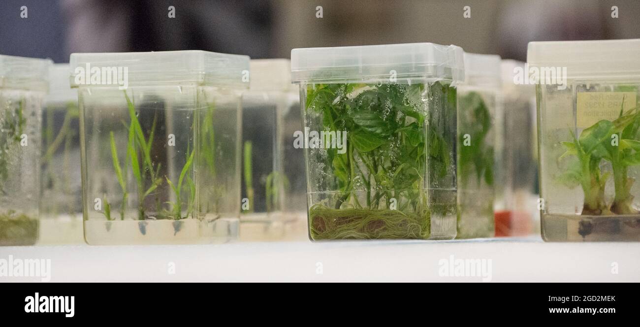 Close up of plant tissue cultures being grown in a lab Stock Photo