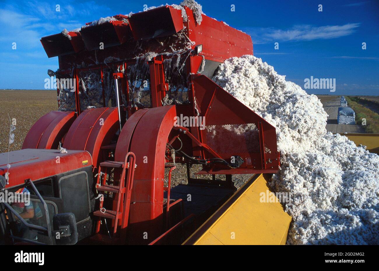 Cotton harvesting in Texas, USA; unloading freshly harvested cotton to ...
