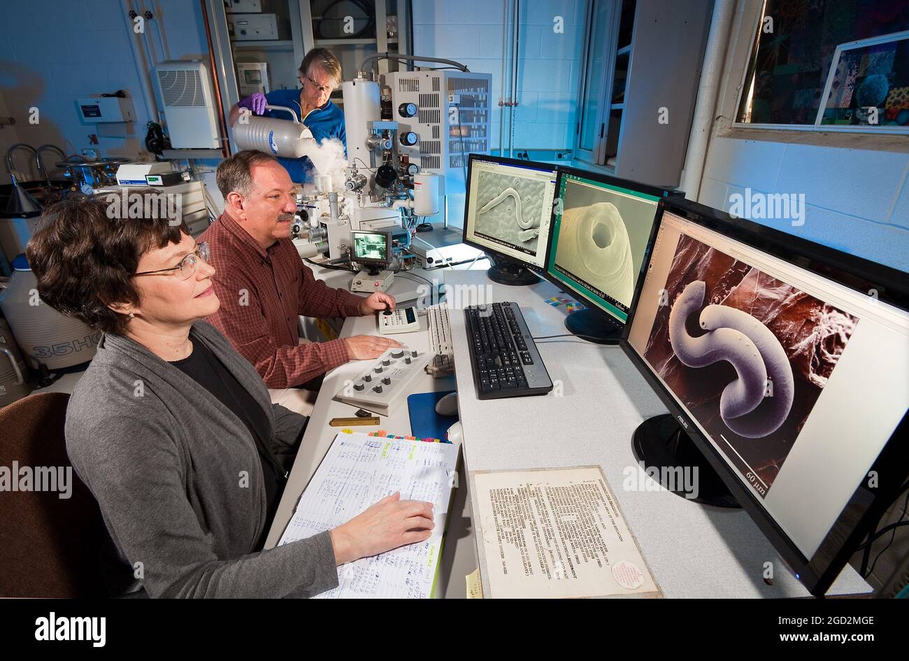 Workers use a low temperature scanning electron microscope (LT-SEM) to view anatomical structures needed to identify nematodes like the Parasitorhabditis nematode associated with pine trees and bark beetles on April 19, 2012. Stock Photo