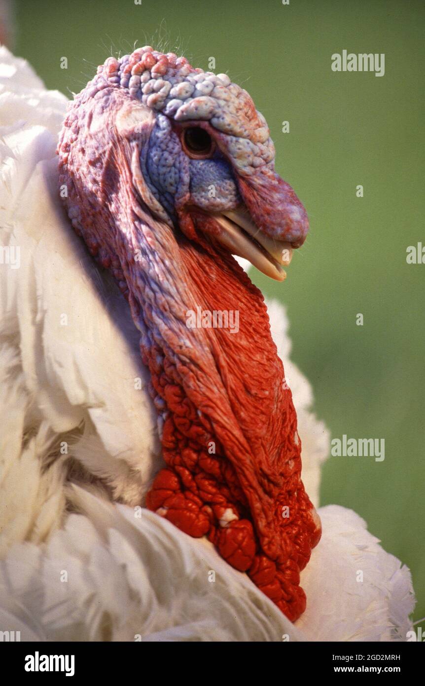 White turkey bird Stock Photo Alamy