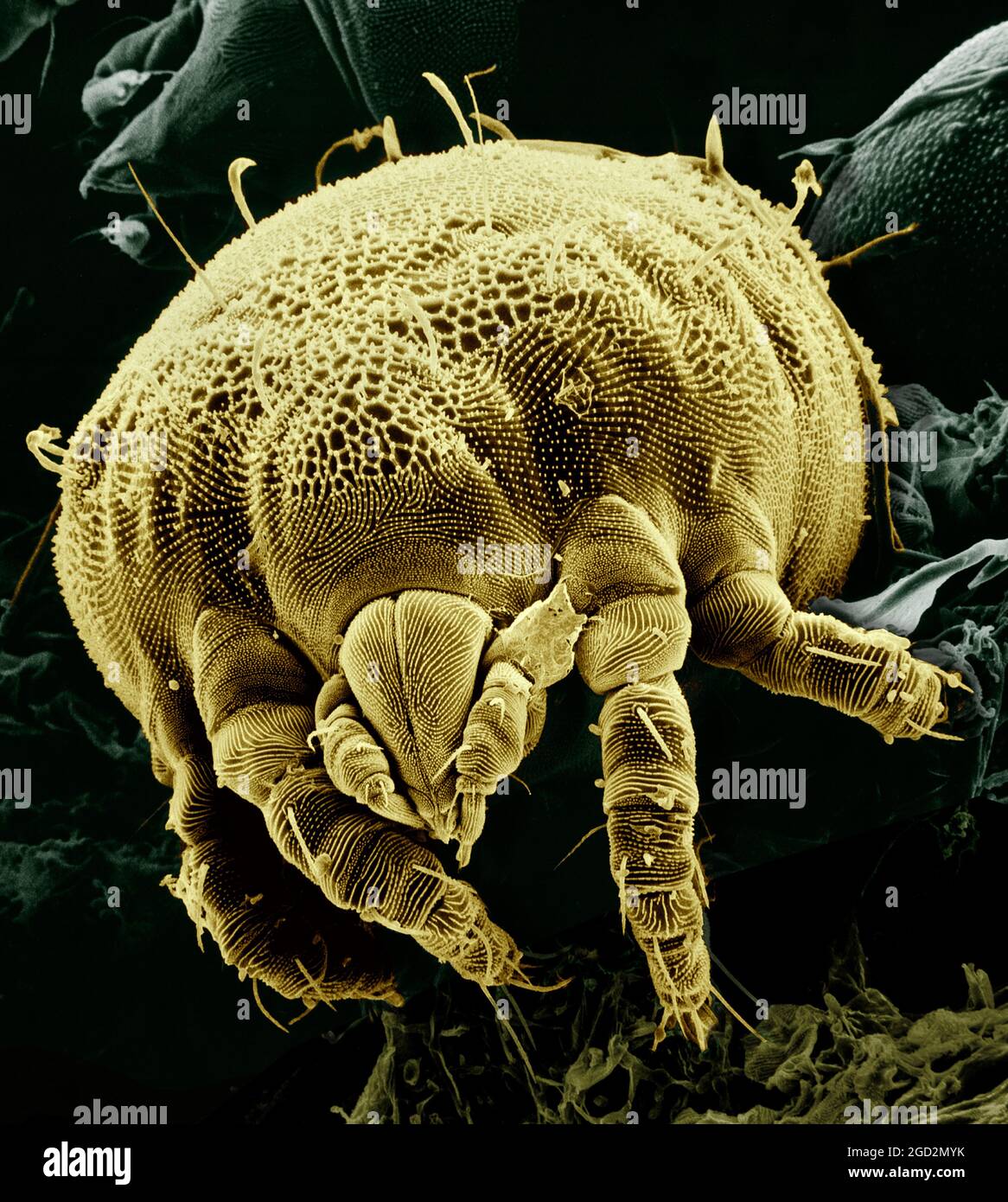 A yellow mite, Lorryia formosa, commonly found on citrus plants, is shown among some fungi. False color. Magnified about 850x. ca. 22 March 2005 Stock Photo