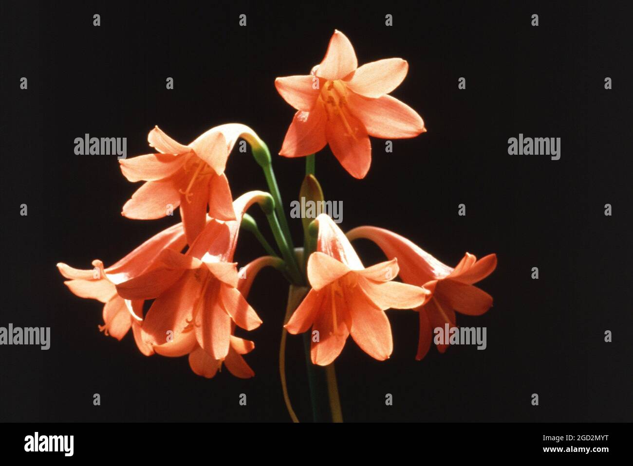 Fire lily, a Cyrtanthus hybrid in front of a black background Stock Photo