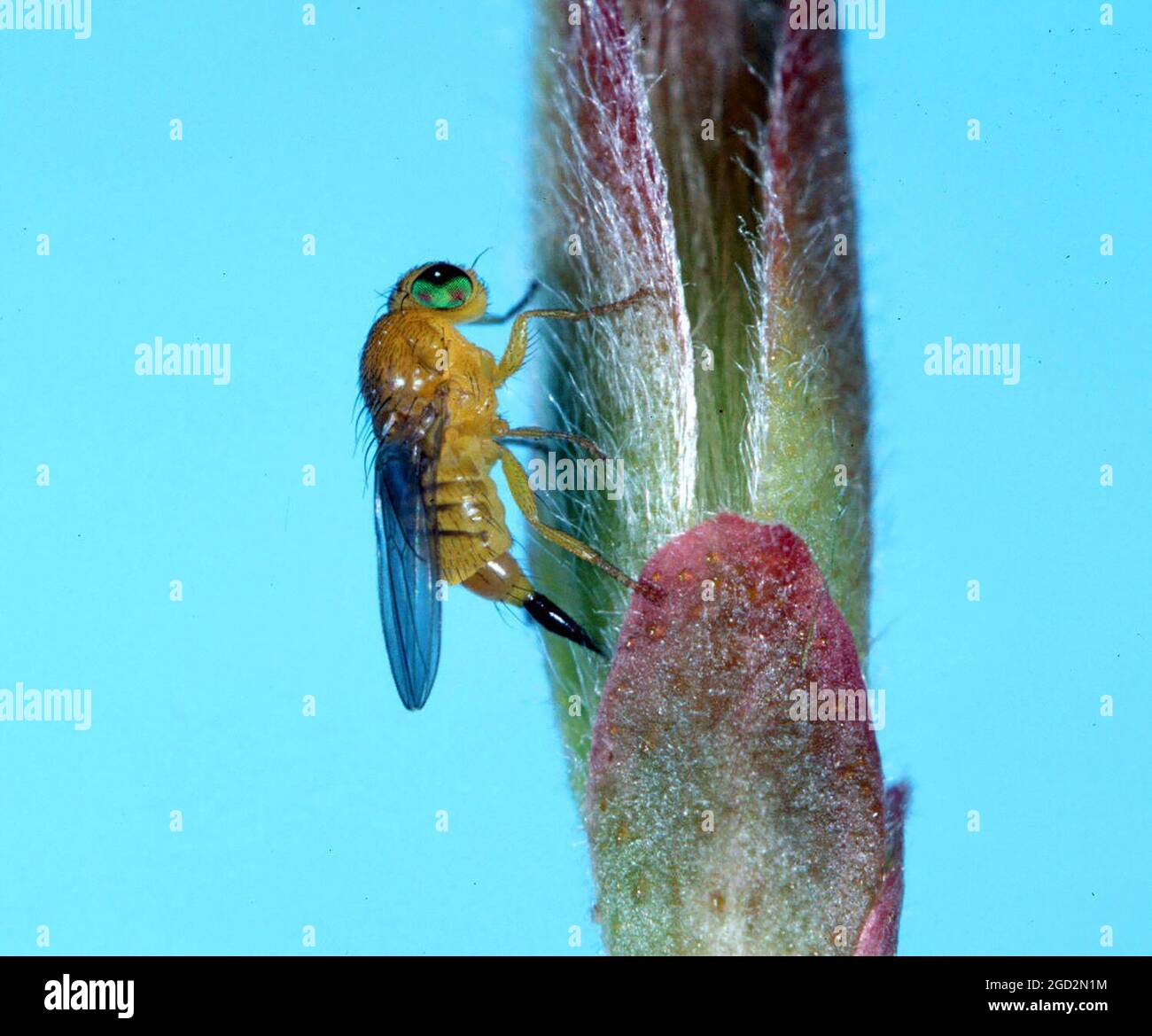 Gall forming fly hi-res stock photography and images - Alamy