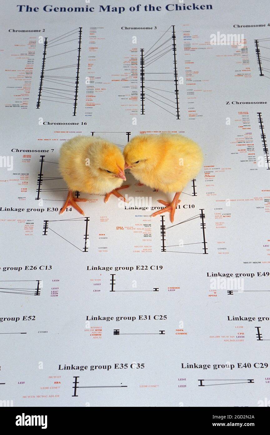 Chicks atop a picture of a map of a chicken. The chicken genome