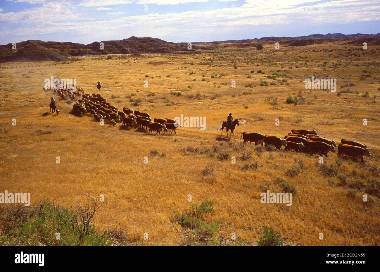 Herding cattle montana hi-res stock photography and images - Alamy