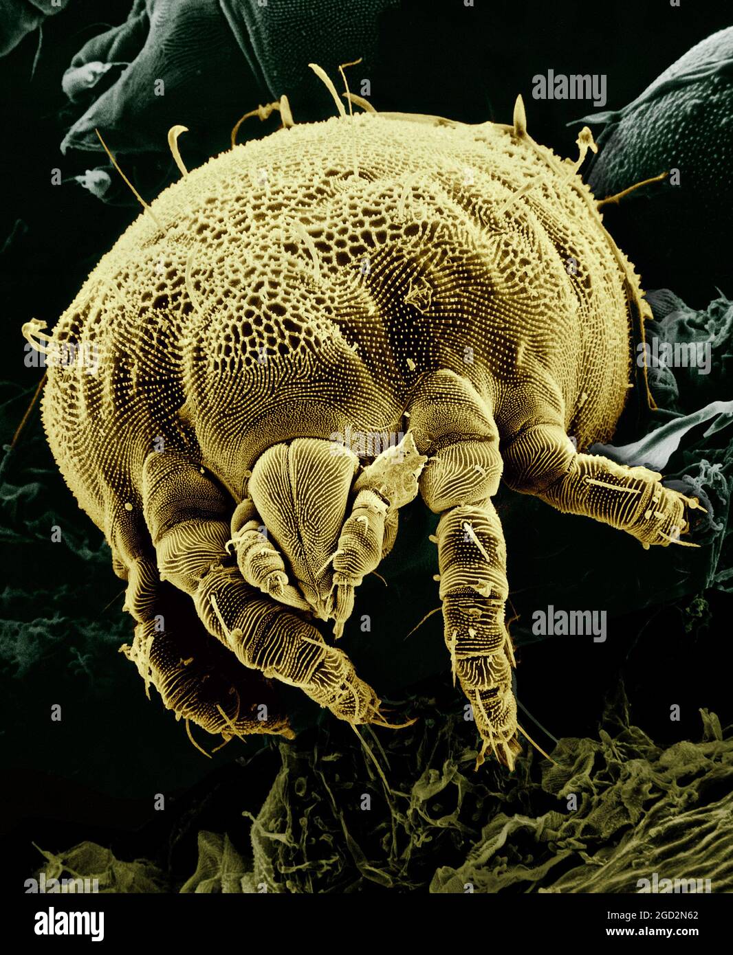 A yellow mite, Lorryia formosa, commonly found on citrus plants, is shown among some fungi. False color. Magnified about 850x ca. 22 March 2005 Stock Photo