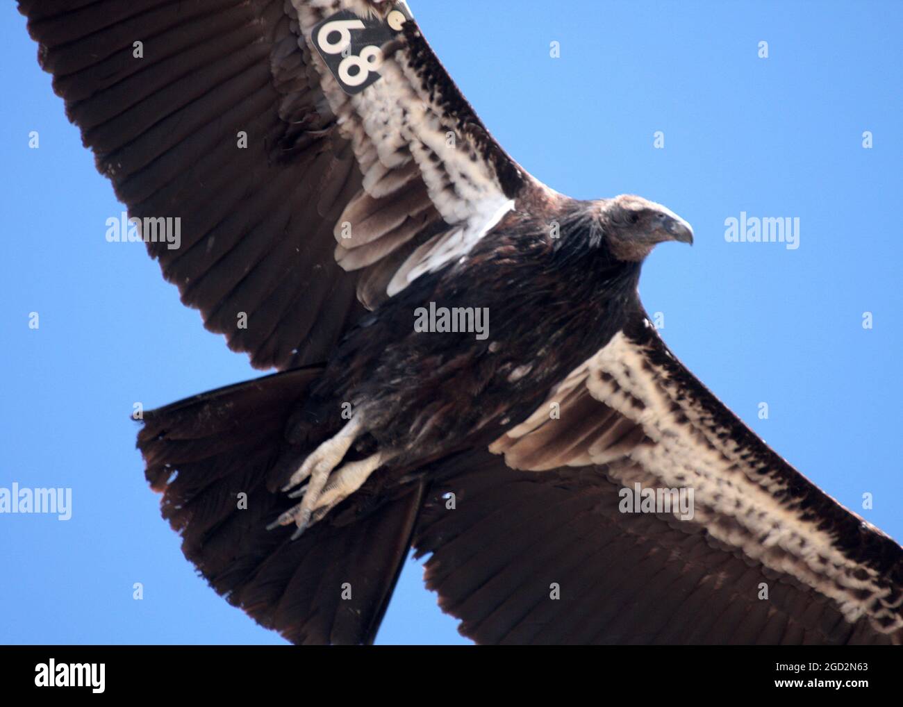 An endangered California condor soars overhead, notice the number under its wing ca. 31 January 2012 Stock Photo