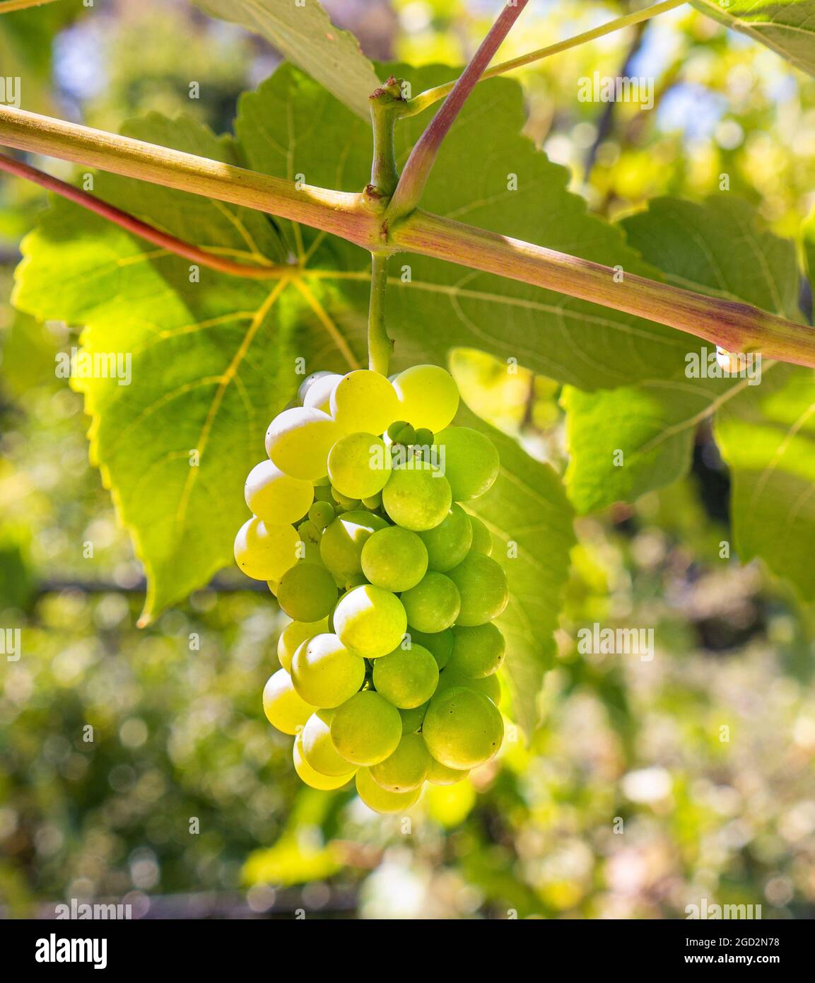 Interlaken Seedless Green Table Grape Vine buy online plants and
