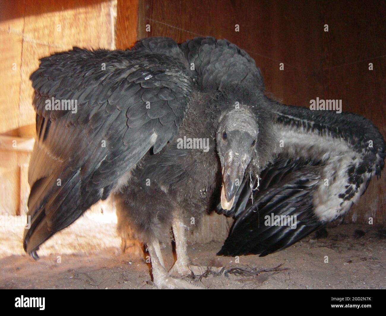 A California Condor chick at 125 days old ca. 25 July 2003 Stock Photo ...
