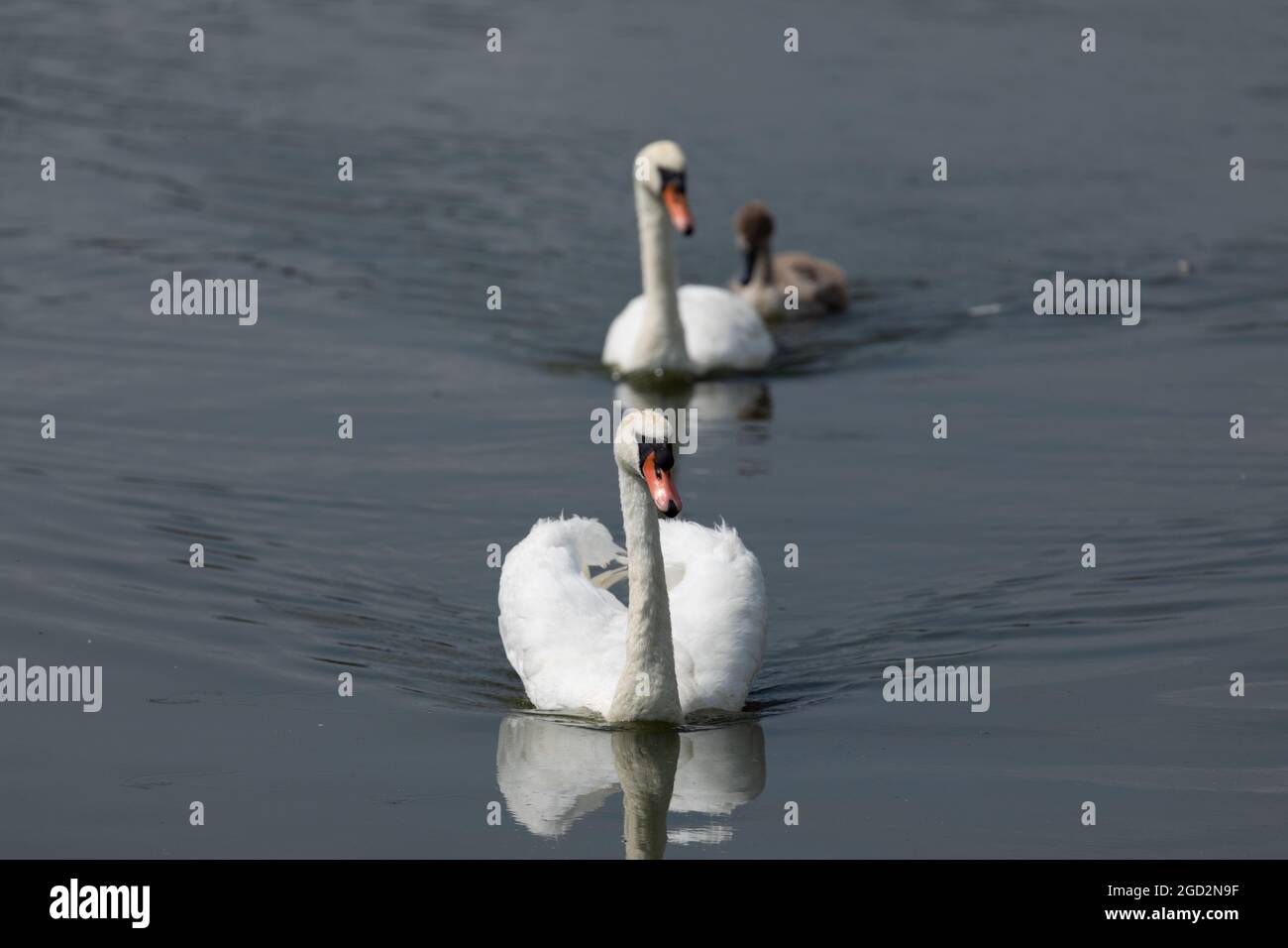 Two adult Mute swans (Cygnus olor) swim with a cygnet at Llangorse Lake, Pembrokeshire, Wales, UK. Stock Photo