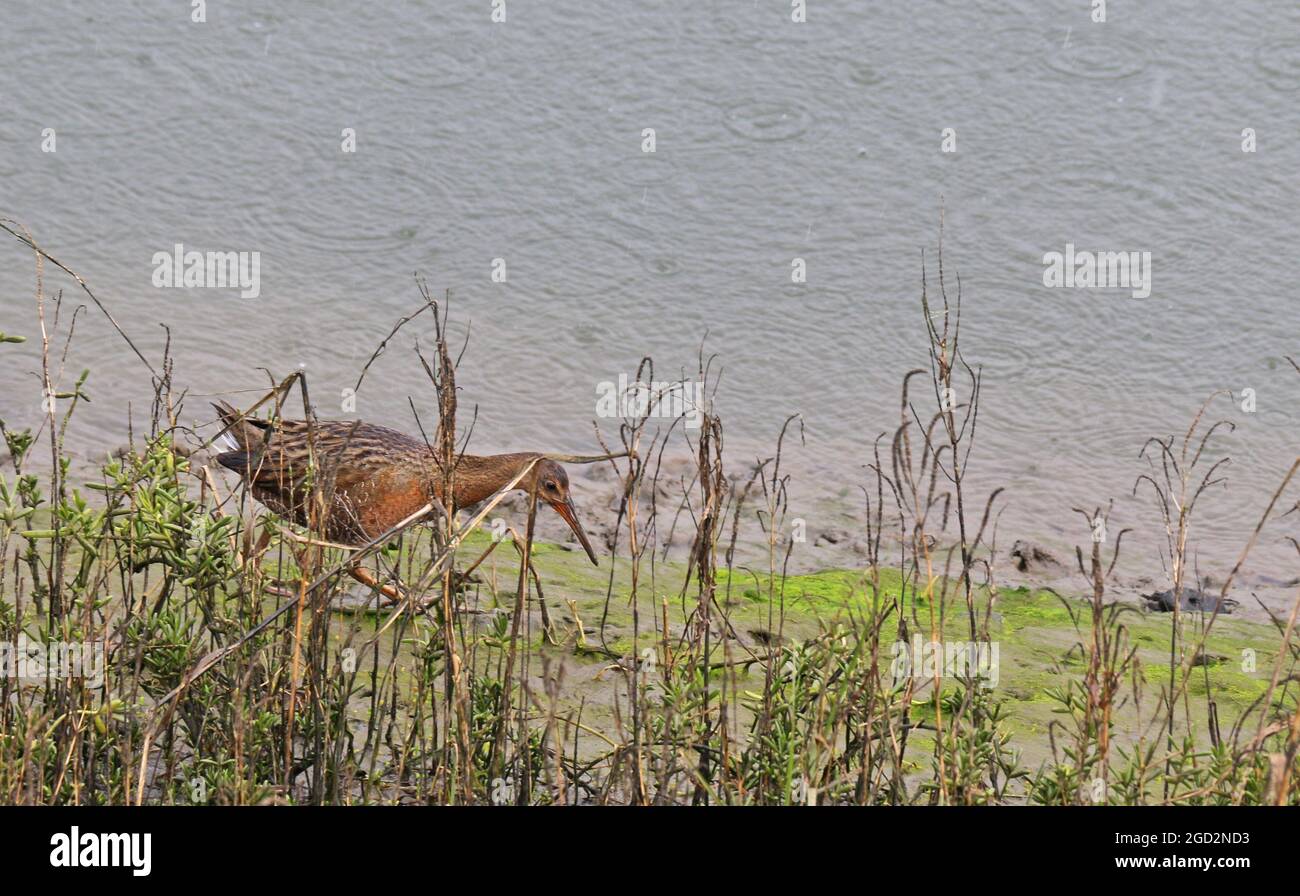 Endangered Rails Federally threatened species hi-res stock photography and images - Alamy