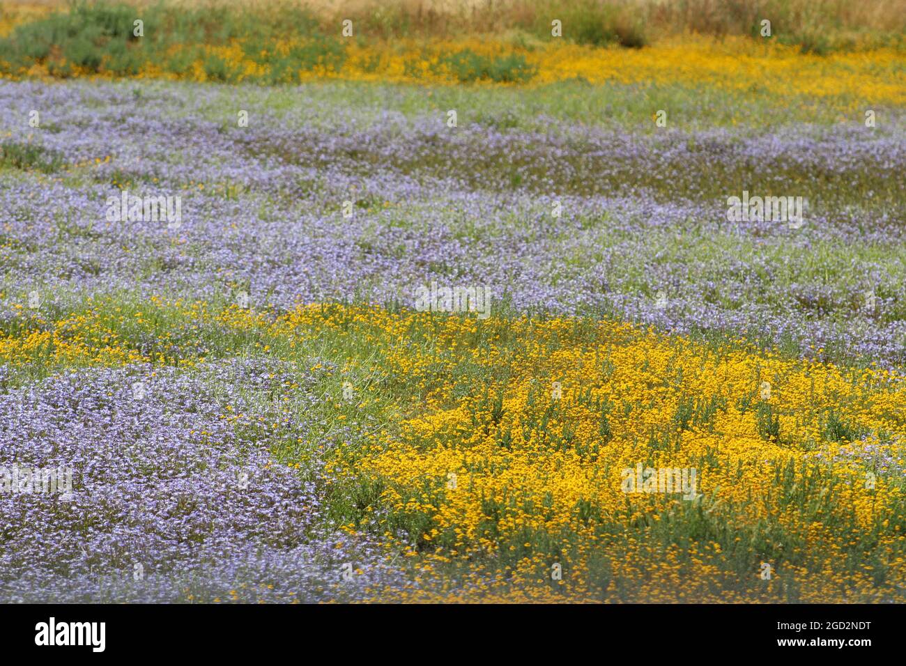 Downingia (Downingia species) and Butter-and-eggs (Triphysaria eriantha) wildflowers in a vernal pool at Sacramento National Wildlife Refuge ca. 5 May 2017 Stock Photo