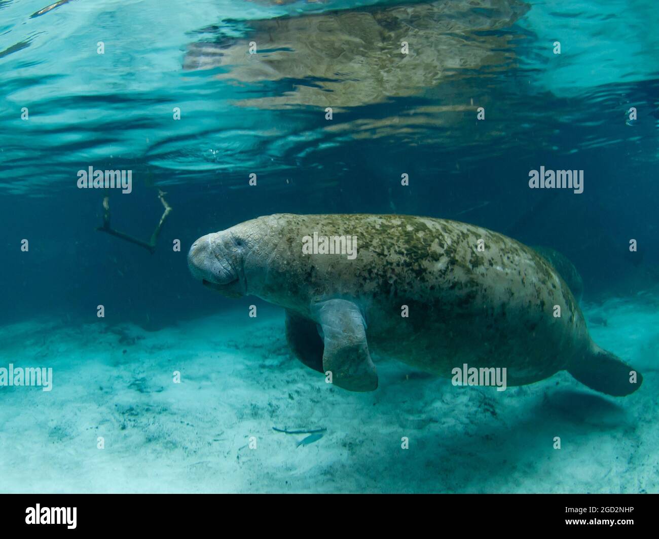 Manatee, Trichechus, Crystal River, Florida, USA Stock Photo - Alamy