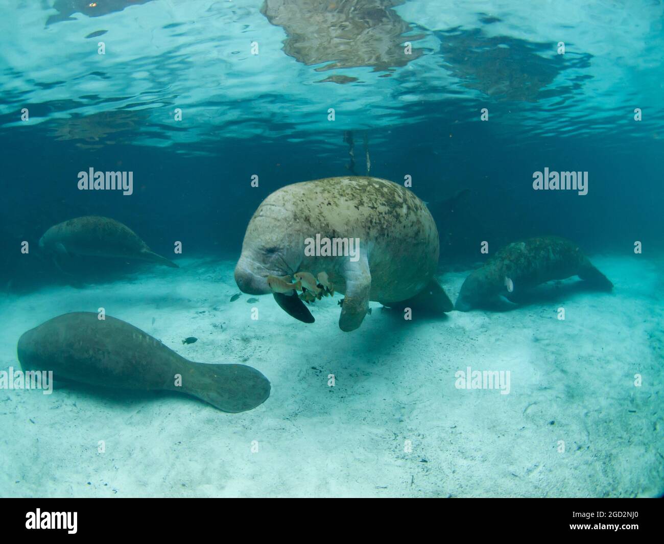 Manatee, Trichechus, Crystal River, Florida, USA Stock Photo - Alamy