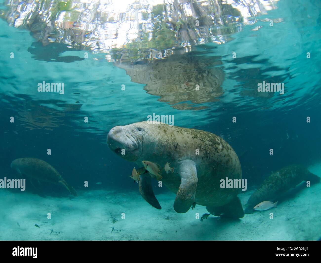 Manatee, Trichechus, Crystal River, Florida, USA Stock Photo - Alamy