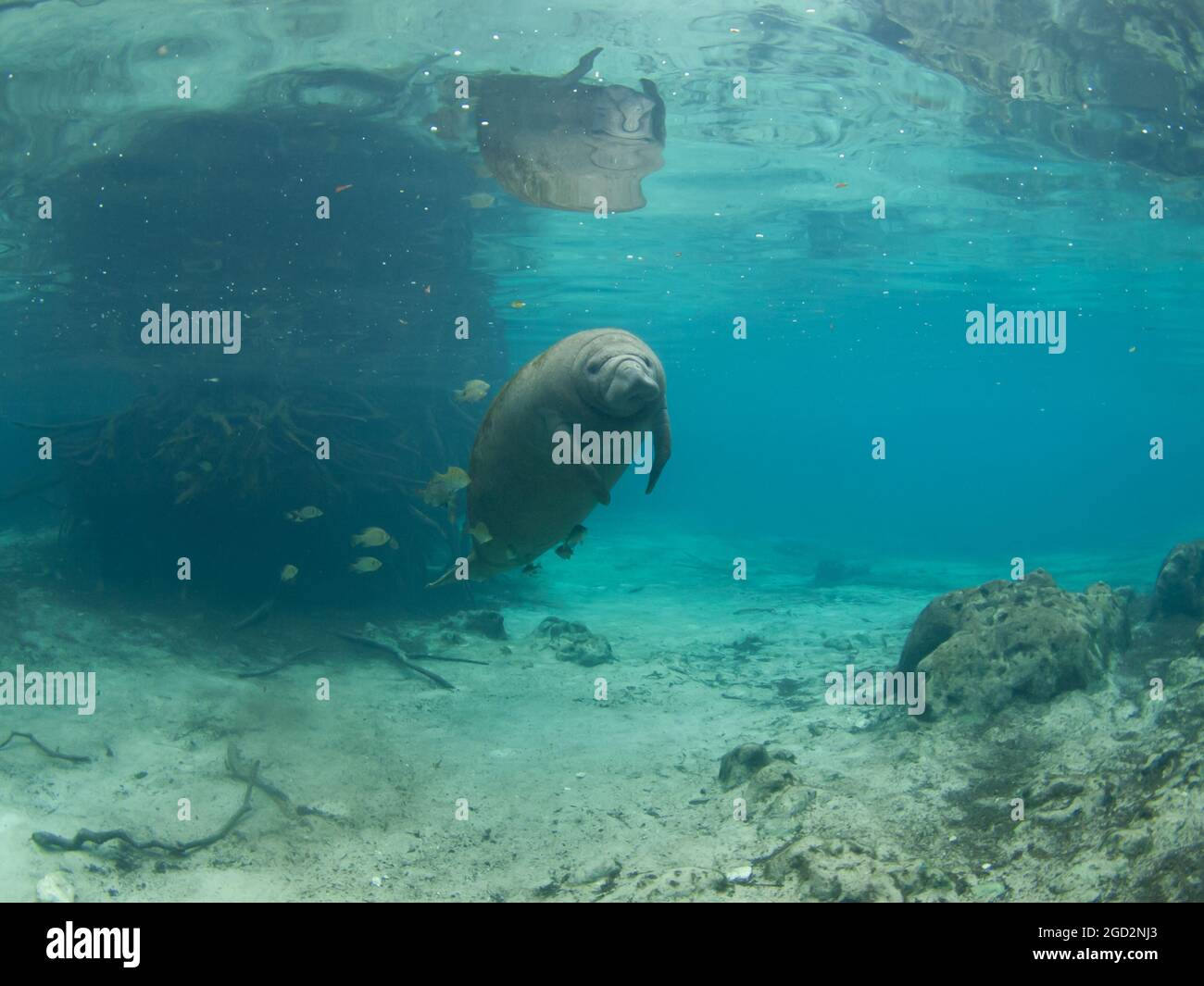 Manatee, Trichechus, Crystal River, Florida, USA Stock Photo - Alamy