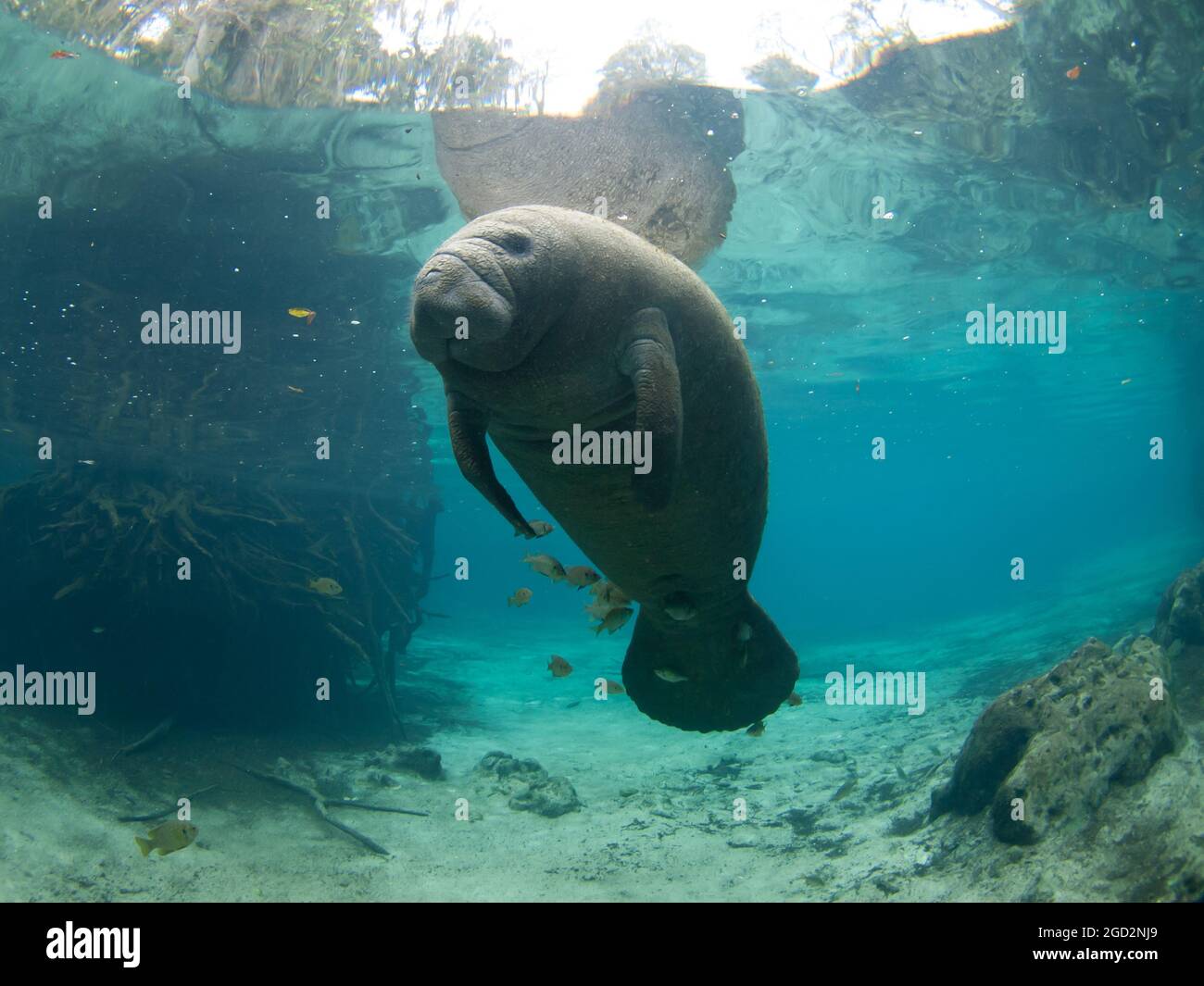 Manatee, Trichechus, Crystal River, Florida, USA Stock Photo - Alamy