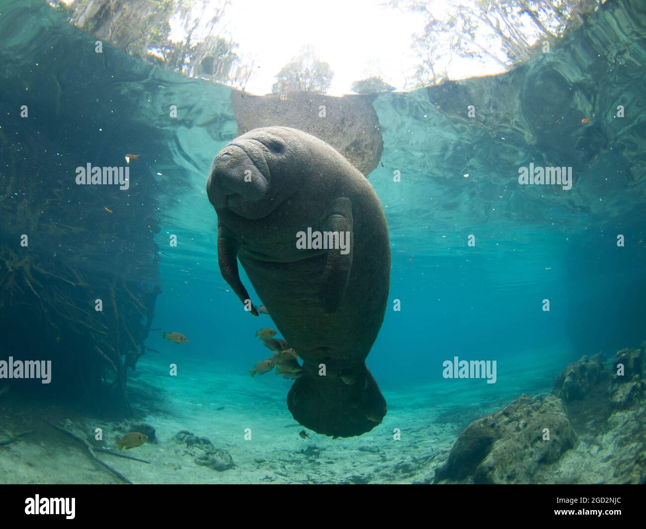 Manatee, Trichechus, Crystal River, Florida, USA Stock Photo - Alamy