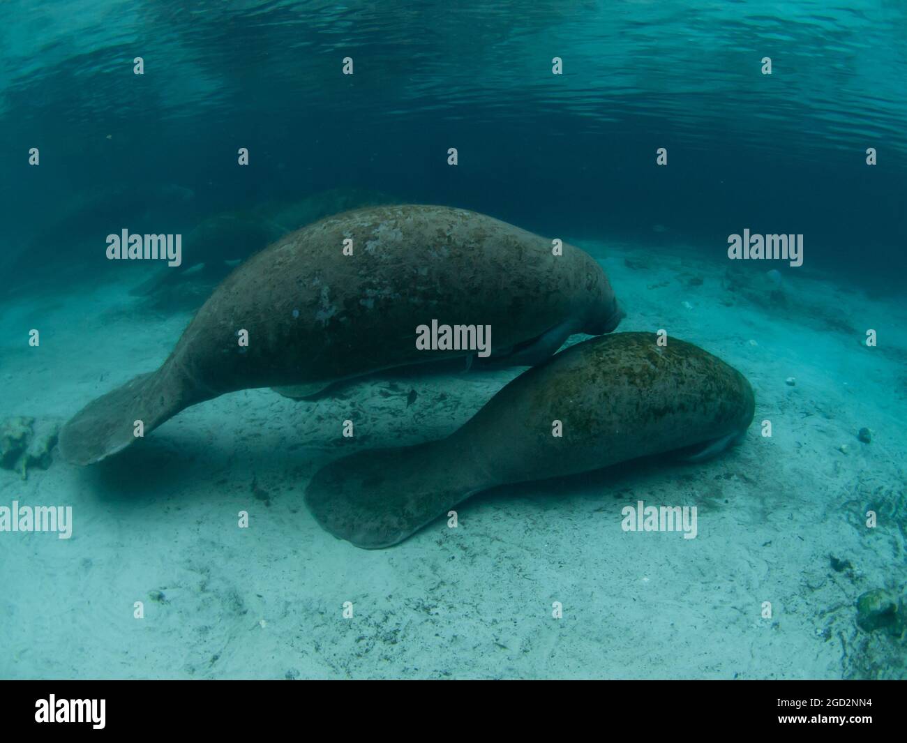 Manatee, Trichechus, Crystal River, Florida, USA Stock Photo - Alamy