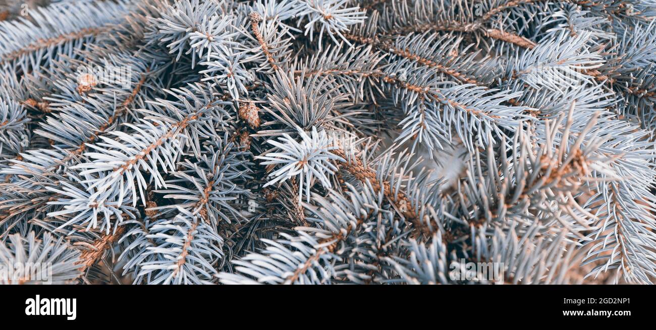 Beautiful fir tree hi-res stock photography and images - Alamy