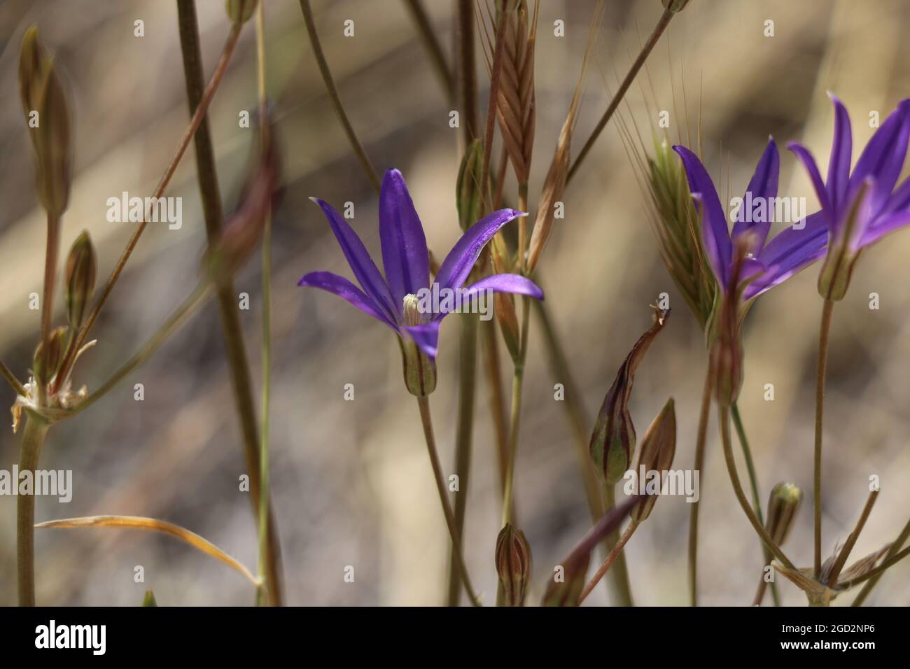 Thread-leaved brodiaea is listed as threatened under the Endangered Species Act Stock Photo