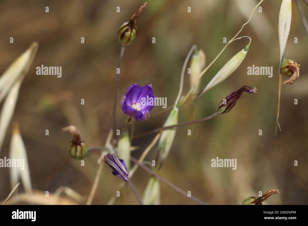 Thread-leaved brodiaea is listed as threatened under the Endangered Species Act Stock Photo