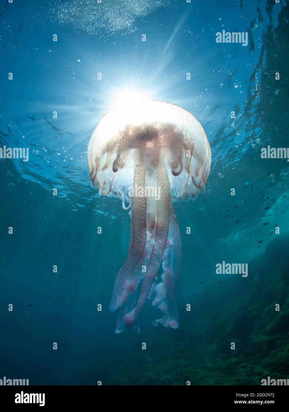 Luminous jellyfish (Pelagia noctiluca) in the Mediterranean Sea , Menorca, Spain Stock Photo