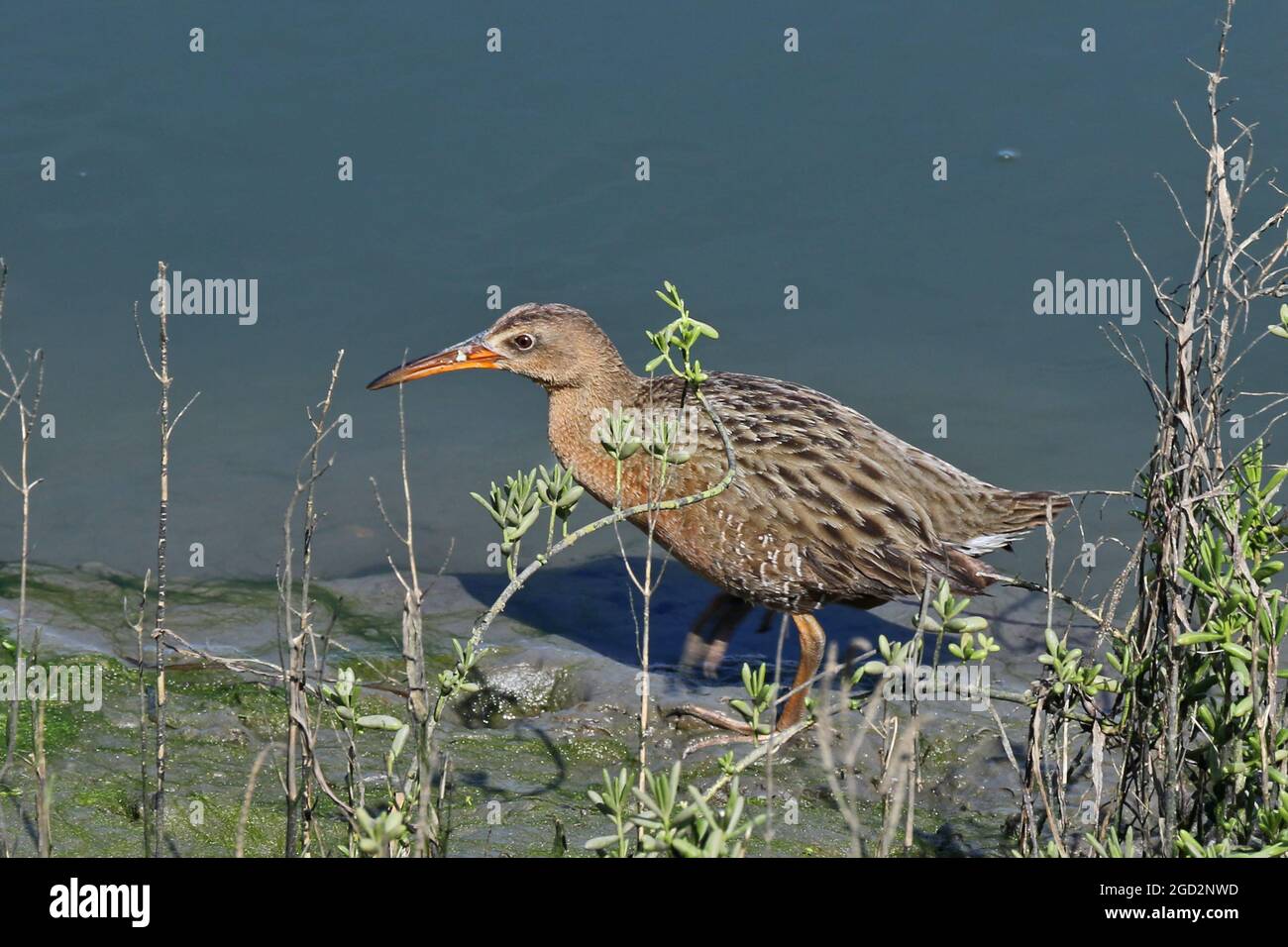 Near-threatened Ridgway's Clapper Rail at San Diego National Wildlife Refuge ca. 22 February 2018 Stock Photo