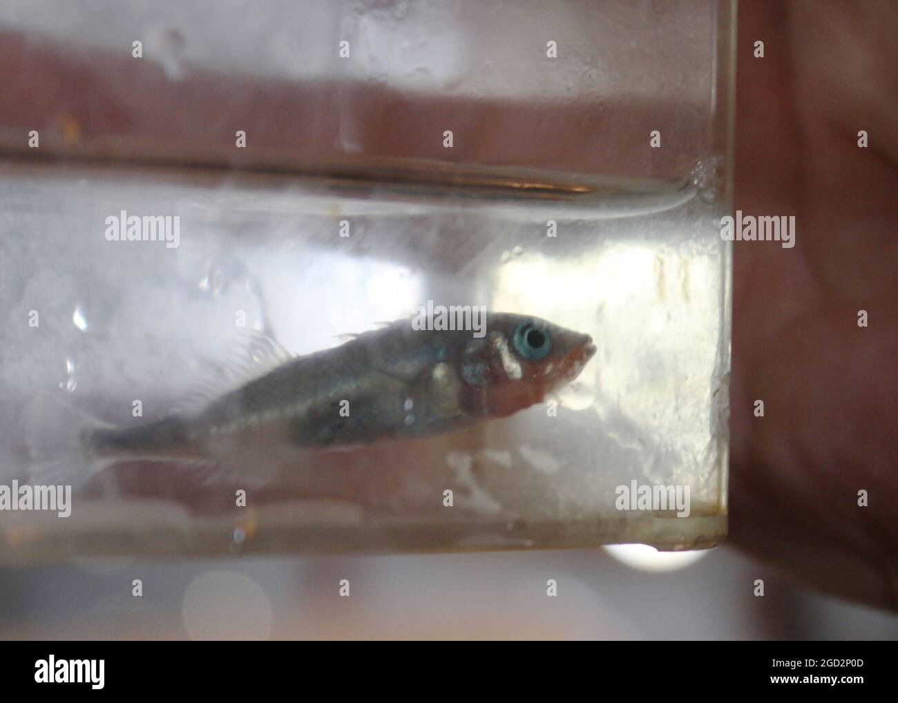 FILLMORE, Calif. (April 7, 2017) - An unarmored threespine stickleback at the California Department of Fish and Wildlife's (CDFW) Fillmore Fish Hatchery Stock Photo