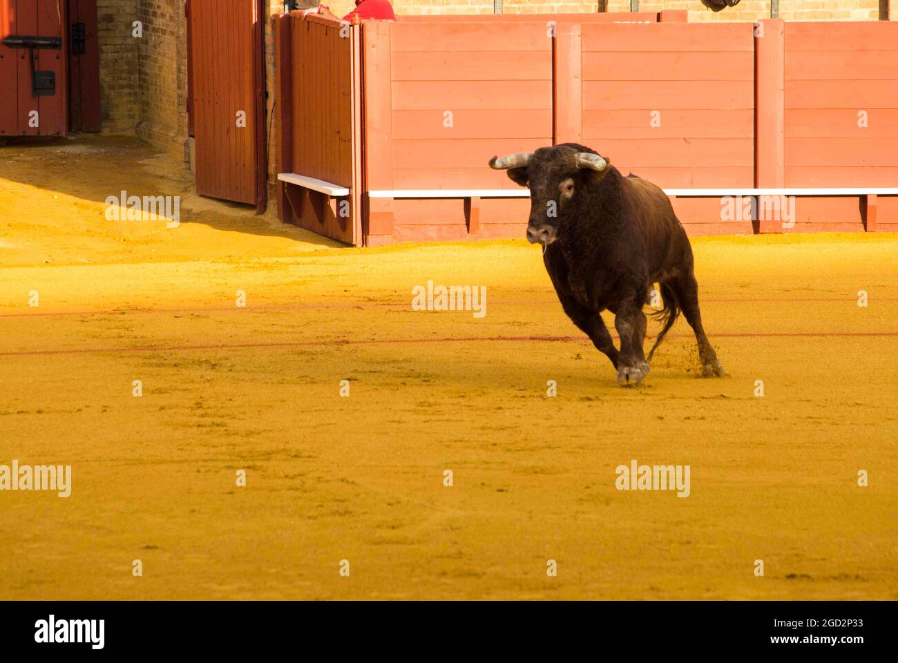 Corrida de toros bravos in Spain, bullfighting, output of the bull Stock Photo