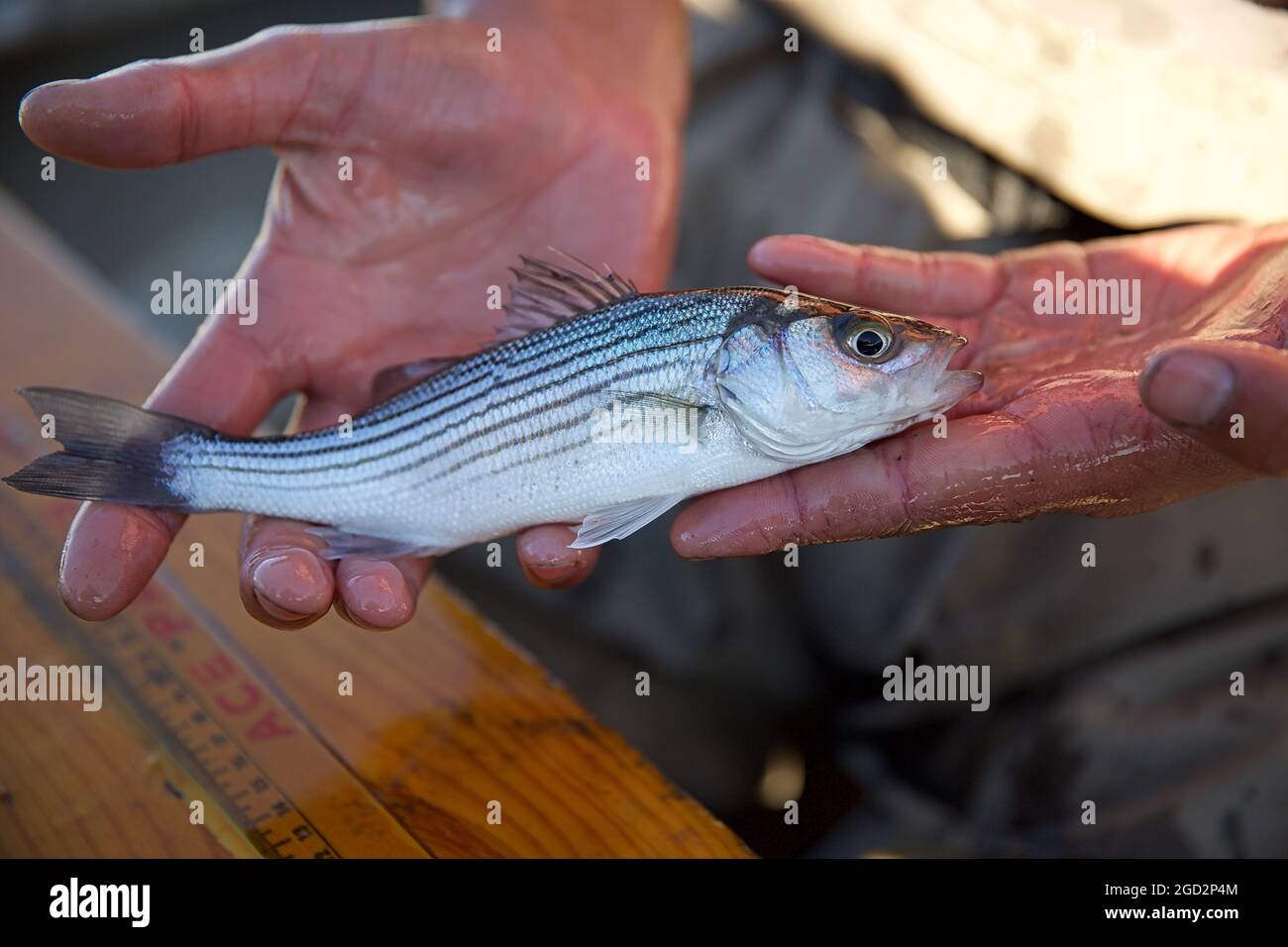 Striped bass california hi-res stock photography and images - Alamy