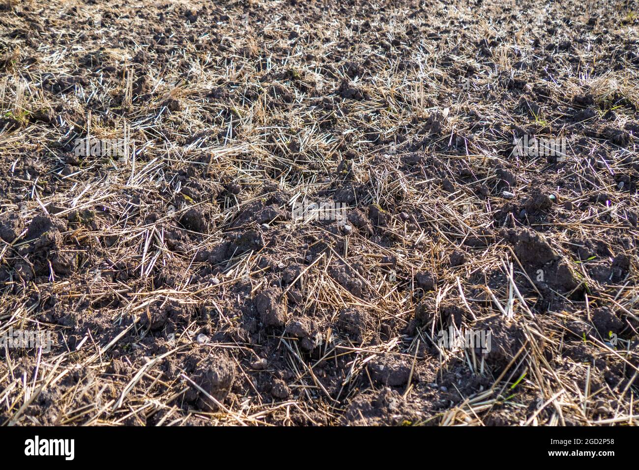 Agricultural Field with Stubble After Harvesting Cereal Stock Photo - Alamy
