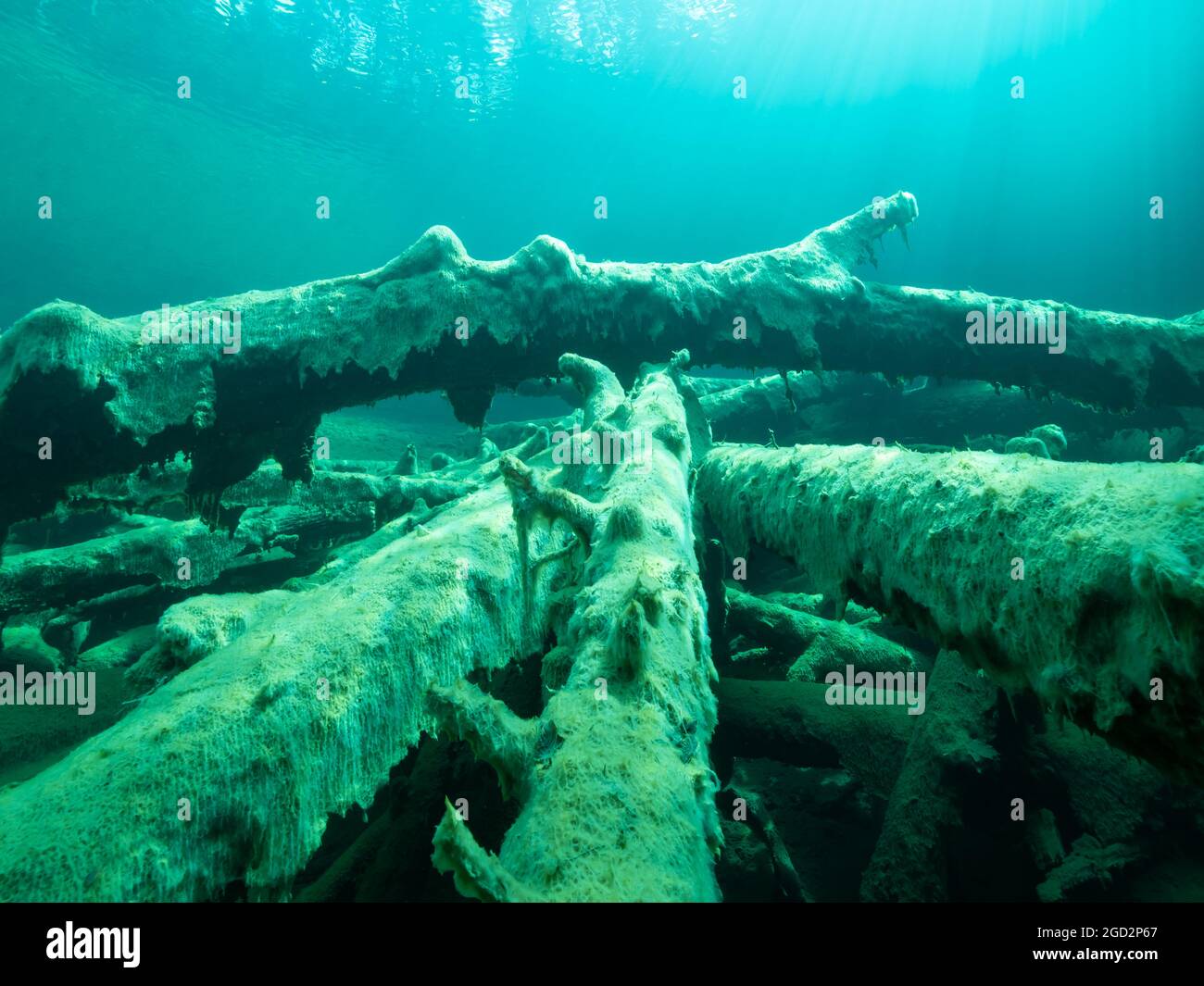 Tree trunks underwater overgrown with freshwater algae , Good visibility in a mountain lake, Tirol , Austria Stock Photo