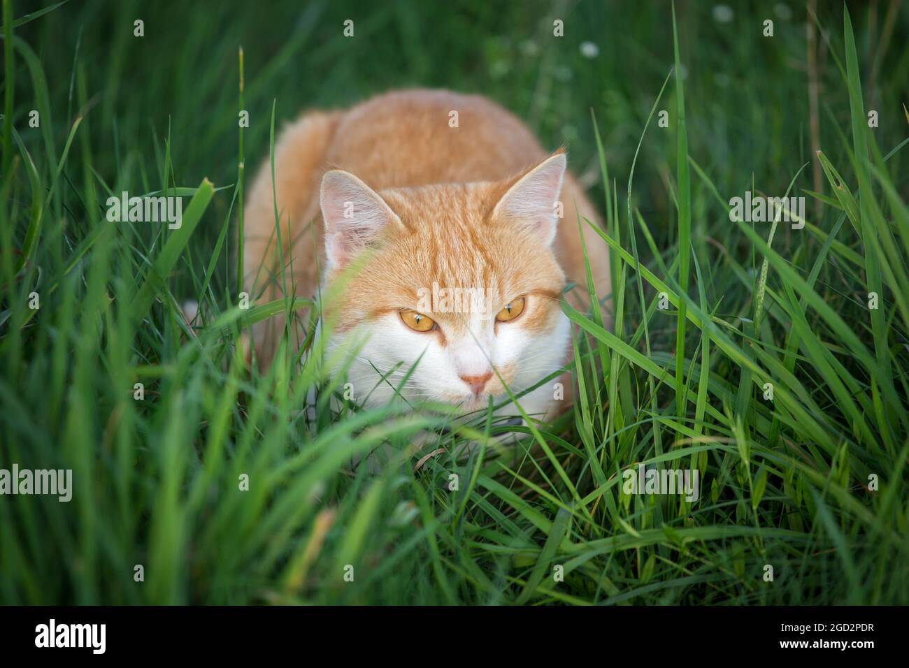 Red tabby tom-cat lying in the grass Stock Photo