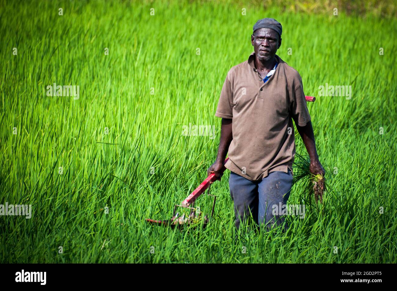 A smallholder farmer in northern Ghana walks through a field ca. 27 October 2015 Stock Photo