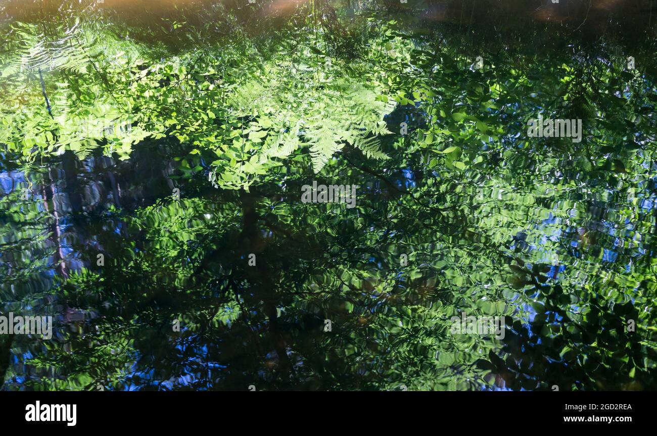 dreamlike reflection of fresh green leaves and fern in calm water abstract summer forest background Stock Photo