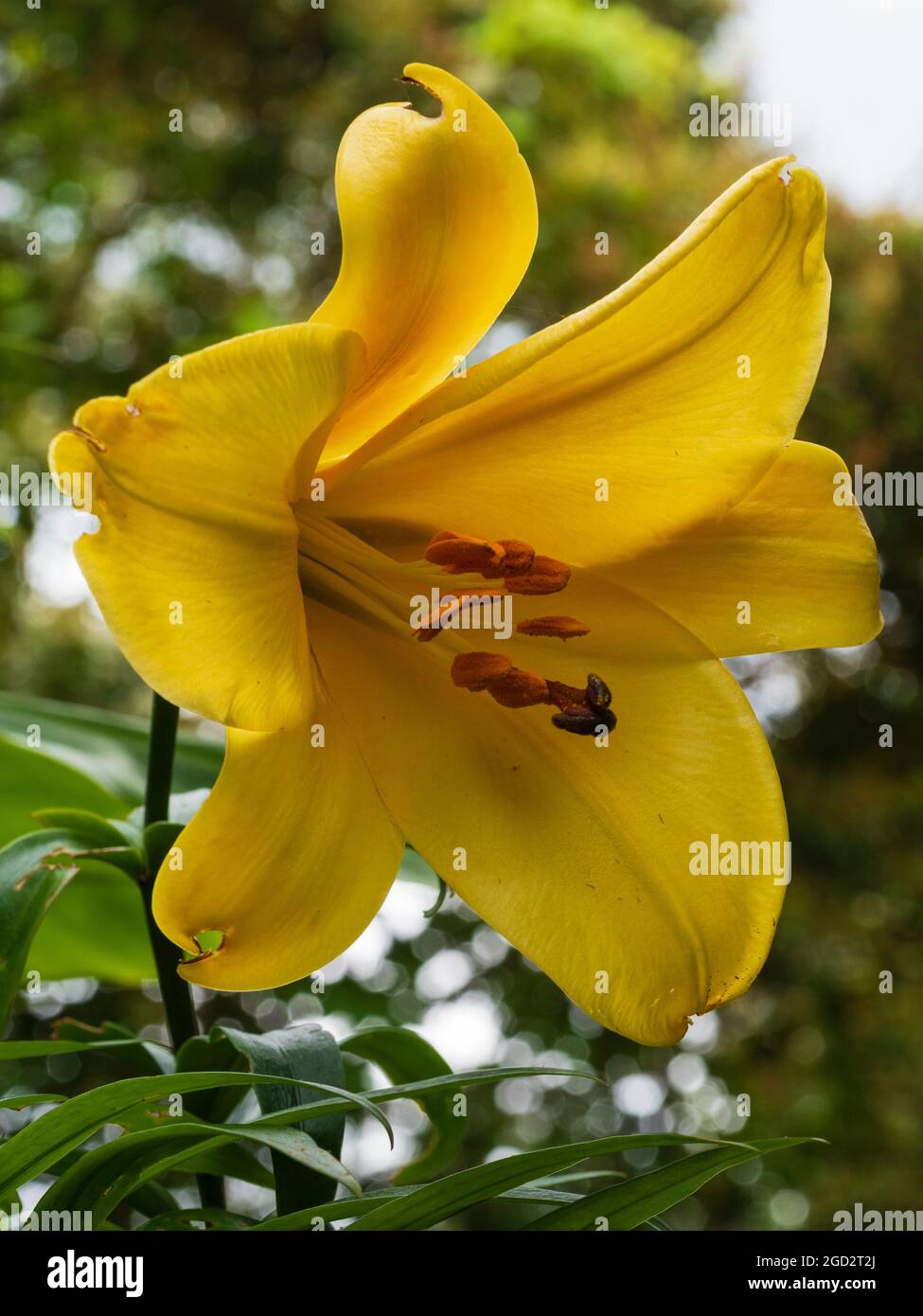 Close up of the fragrant golden trumpet flower of the hardy lily, Lilium 'Golden Splendour' Stock Photo