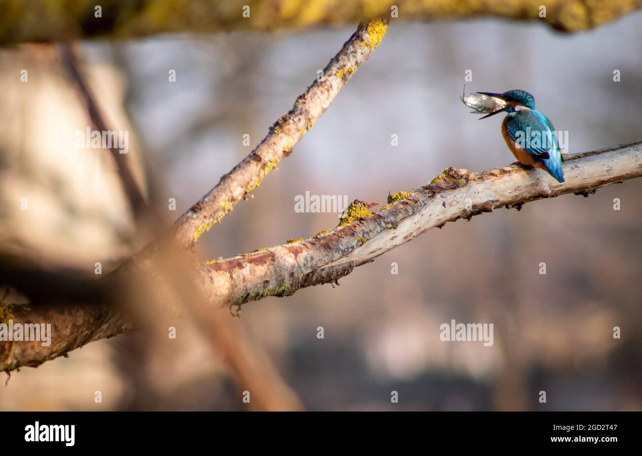 Kingfisher with a Fish Stock Photo
