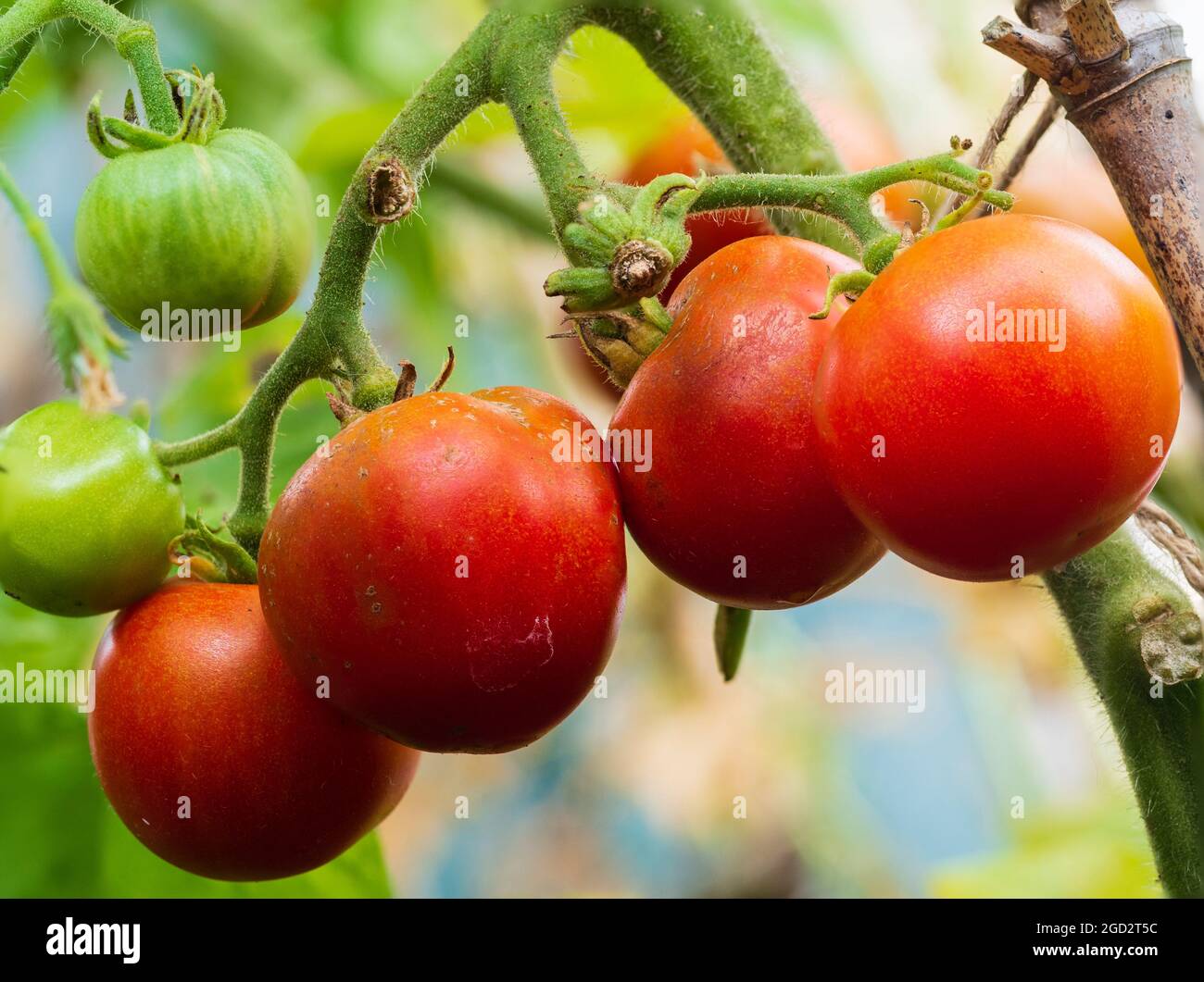 Ripe summer fruits of the tender annual tomato, Solanum lycopersicum 'Outdoor Girl' Stock Photo