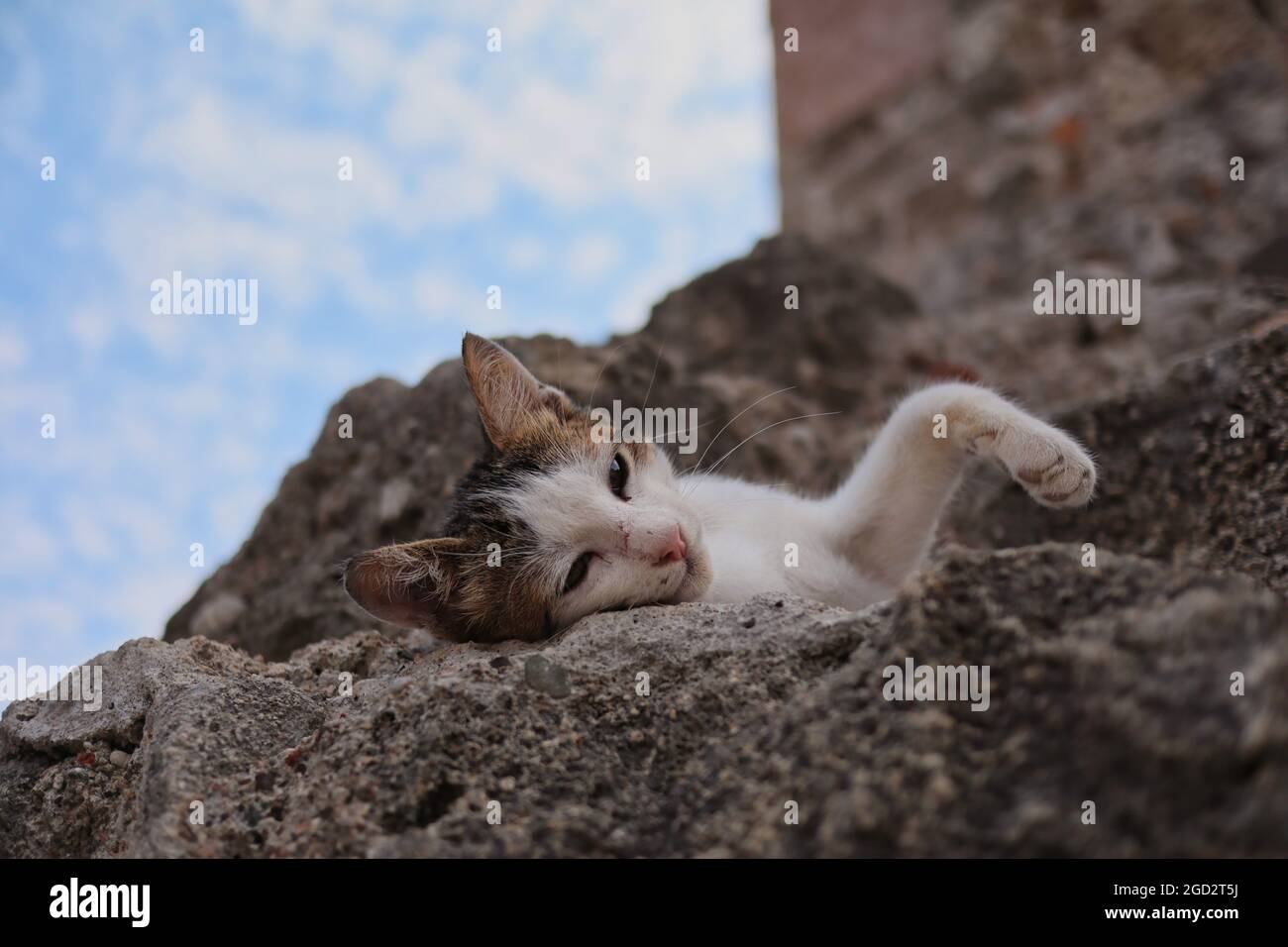 Young Feral Cat Rests on Stone in Rhodes Town. Tired Feral Kitten Lies Down in Greece. Stock Photo