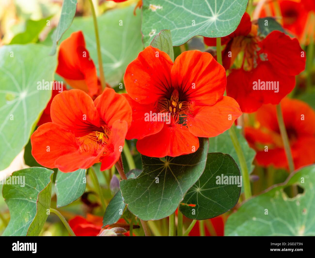 Dark, edible leaves and red flowers of the annual nasturtium, Tropaeolum majus 'Empress of India' Stock Photo