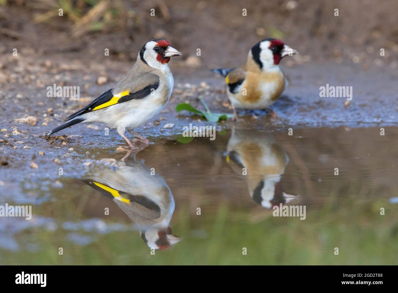 European Goldfinch (Carduelis carduelis), two adults standing in a puddle, Abruzzo, Italy Stock Photo