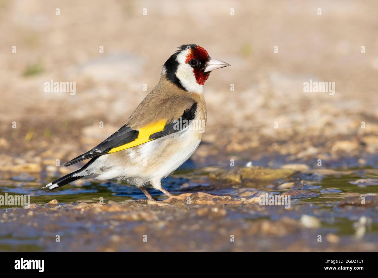 European Goldfinch (Carduelis carduelis), side view of an adult standing in a puddle, Abruzzo, Italy Stock Photo