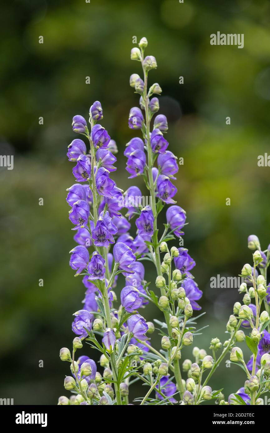 Close up of monks hood (aconitum napellus) flowers in bloom Stock Photo