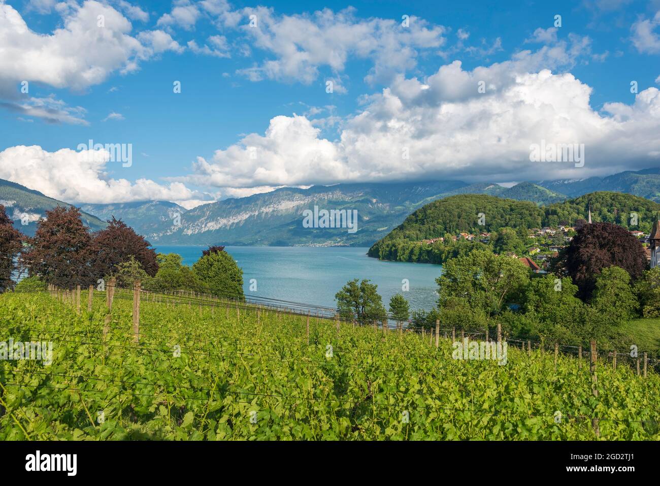 Geography Travel Switzerland Landscape With Lake Thun Spiez geography-travel-switzerland-landscape-with-lake-thun-spiez